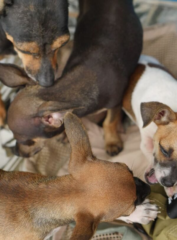 A litter of adorable newborn puppies snuggling and sleeping together at Tuete Farm Tours, a heartwarming part of the authentic local farm experience for families in La Fortuna.