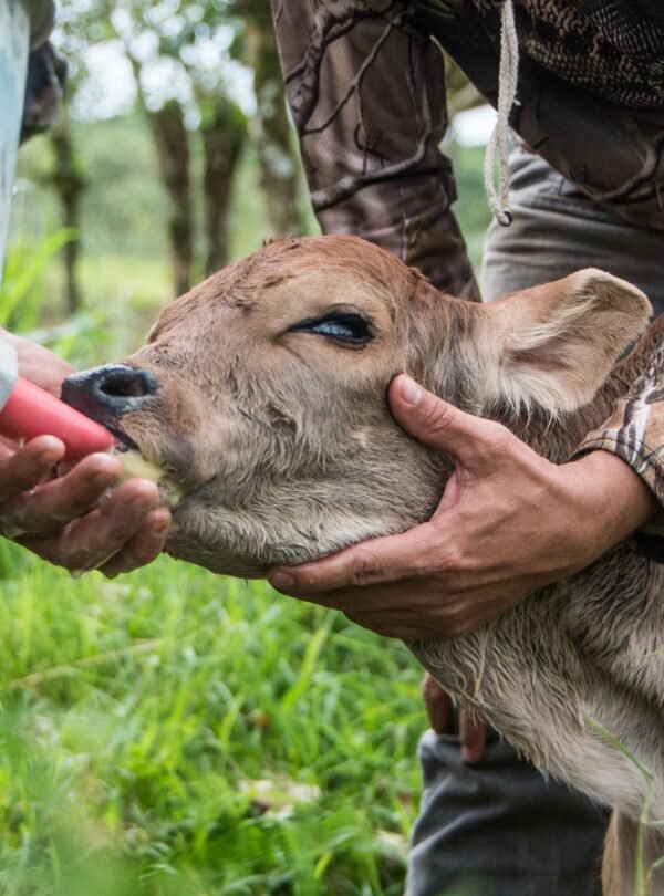 persona ayudando a ternero a mamar
