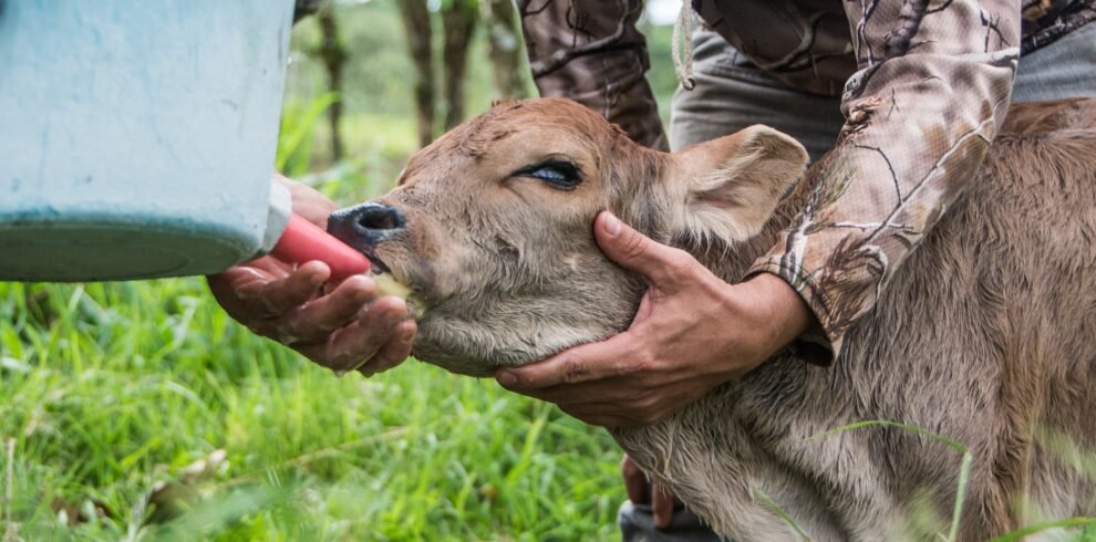 persona ayudando a ternero a mamar