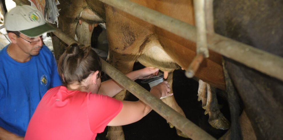 American tourist family enjoys authentic cow milking experience at Tuete Farm Tours, Costa Rica