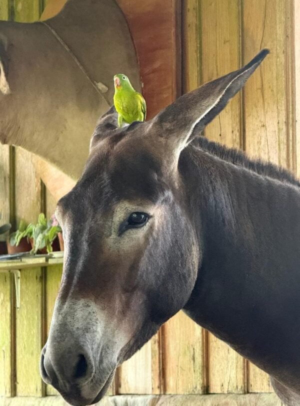 A friendly Costa Rican donkey with a parakeet friend perched on its back at Tuete Farm Tours.